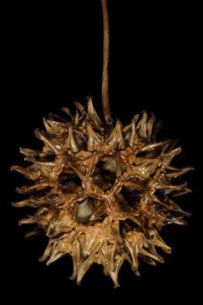 Multiple fruit of capsules [Liquidambar styracifolia; Hamamellidaceae]